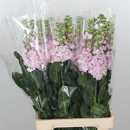 Stocks Iron Baby Pink (Italian)