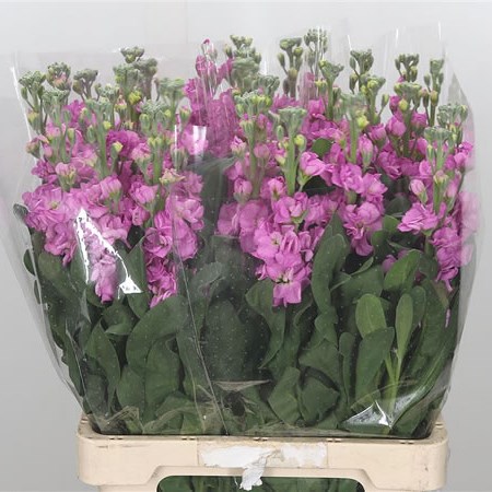 Stocks Iron Dark Pink Extra (Italian)