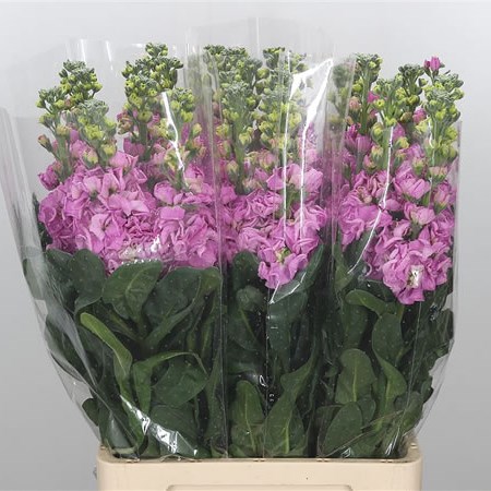 Stocks Iron Dark Pink Extra (Italian)