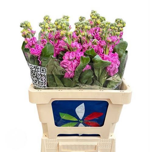 Stocks Iron Deep Pink
