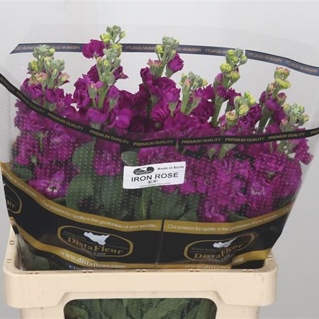 Stocks Iron Deep Pink (Sicily)