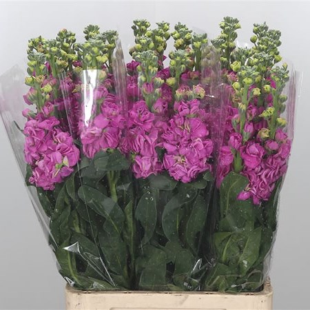 Stocks Iron Hot Pink Extra (Italian)