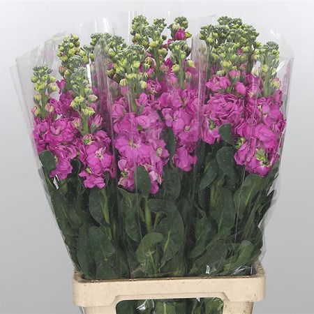 Stocks Iron Hot Pink Extra (Italian)