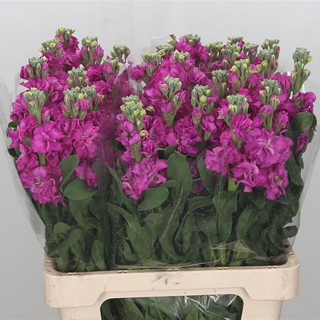 Stocks Iron Hot Pink (Italian)