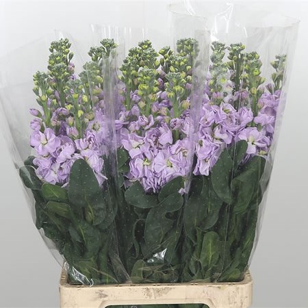 Stocks Iron Lavender Extra (Italian)