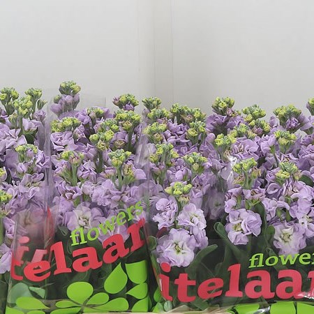 Stocks Iron Marine Lavander