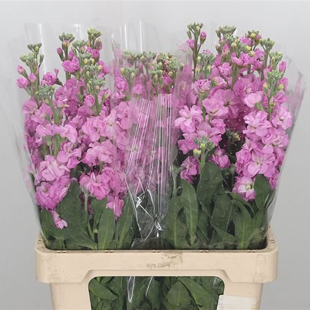 Stocks Iron Pink Dark (Italian)