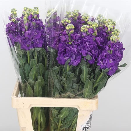 Stocks Iron Purple