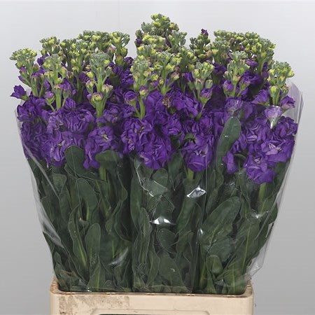 Stocks Iron Purple Extra (Italian)