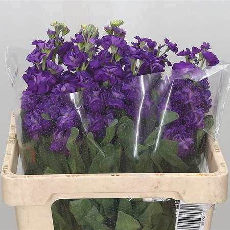 Stocks Iron Purple (Sicily)