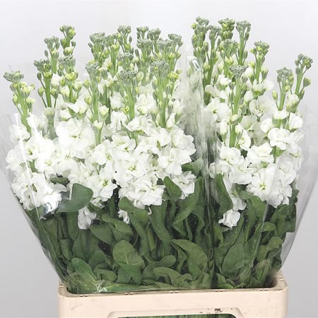 Stocks Iron White Extra (Italian)