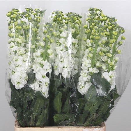 Stocks Iron White Extra (Italian)