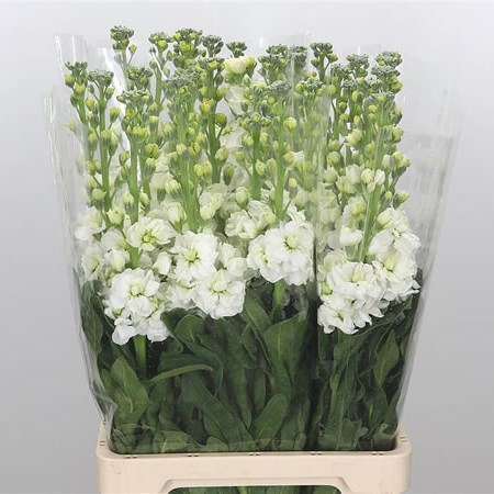 Stocks Iron White Extra (Italian)
