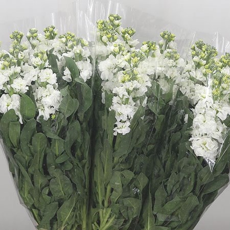 Stocks Iron White (Italian)