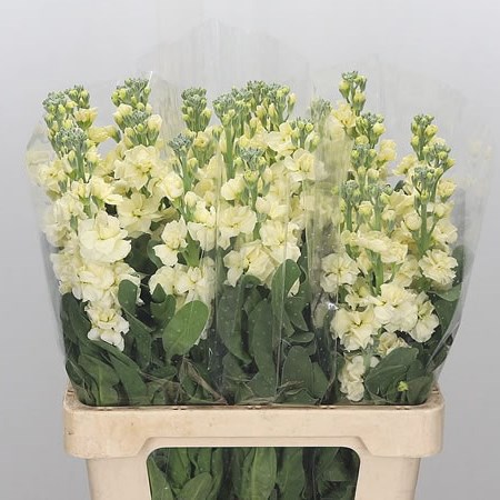 Stocks Iron Yellow (Italian)