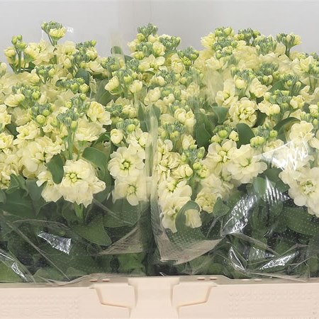 Stocks Jordyn Cream