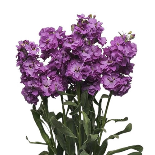 Stocks Katz Purple
