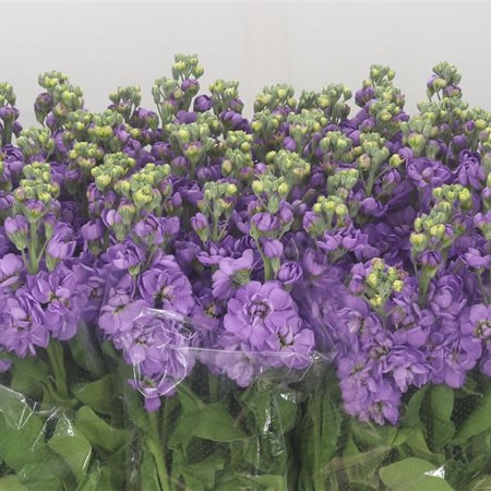 Stocks Mathilda Lavender