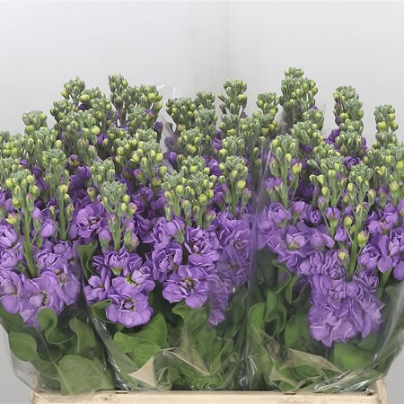 Stocks Mathilda Lavender