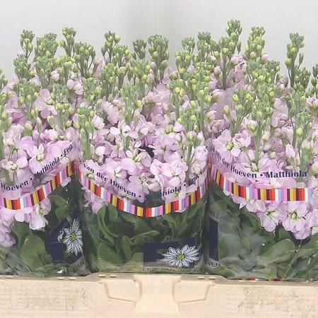 Stocks Mathilda Pink