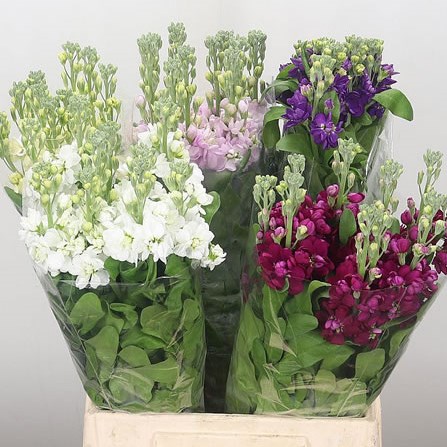 Stocks Mix - (Colours may vary)