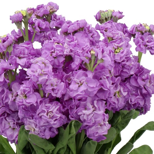 Stocks Mpala Lavender