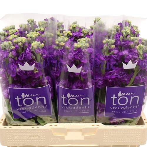 Stocks Mpala Purple