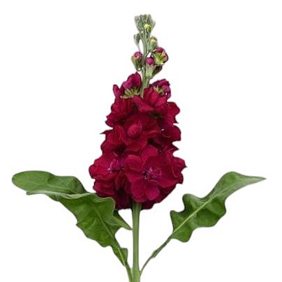 Stocks Mpala Red