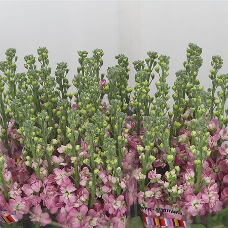 Stocks Trendy Rose-Rood