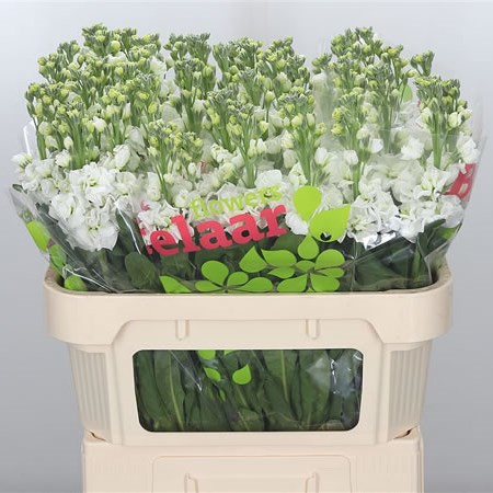 Stocks White Arrow XL