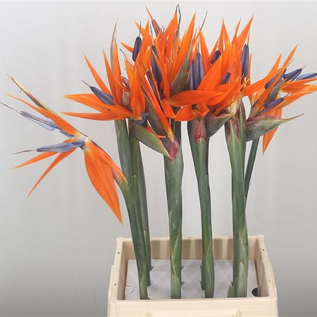 Strelitzia x 16