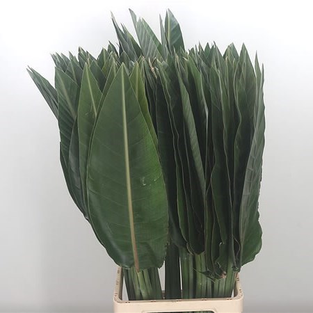Strelitzia Leaves