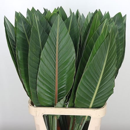 Strelitzia Leaves
