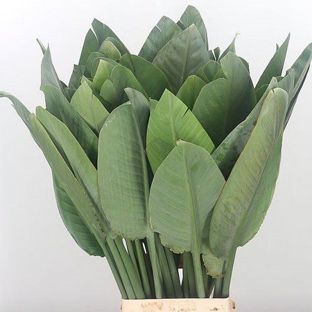 Strelitzia Leaves