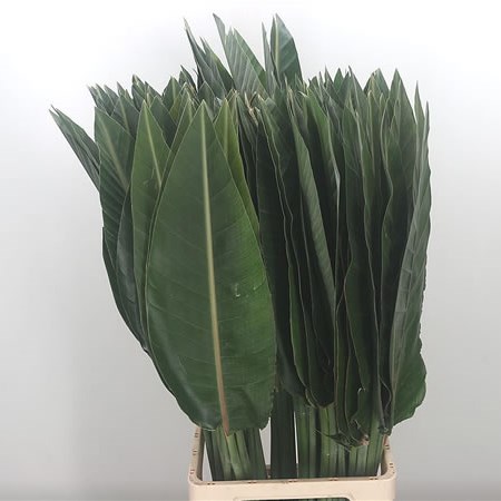 Strelitzia Leaves