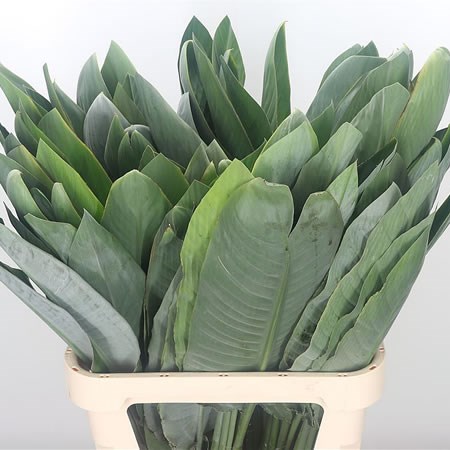 Strelitzia Leaves