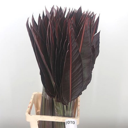 Strelitzia Leaves Dyed Red