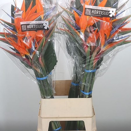 Strelitzia X 10 (French)