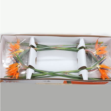 Strelitzia X 12