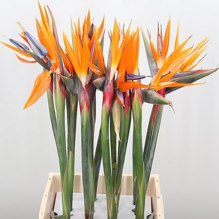 Strelitzia X 6