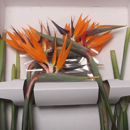 Strelitzia