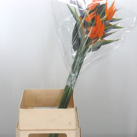 Strelitzia X10 (French)