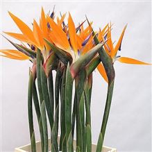 Strelitzia Flowers x 12