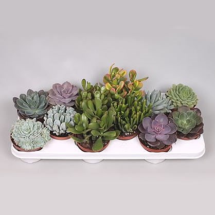 Succulent Plants Winco Mix (12s)
