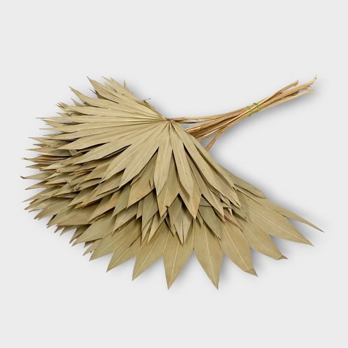 Sun Palm Natural (Dried)