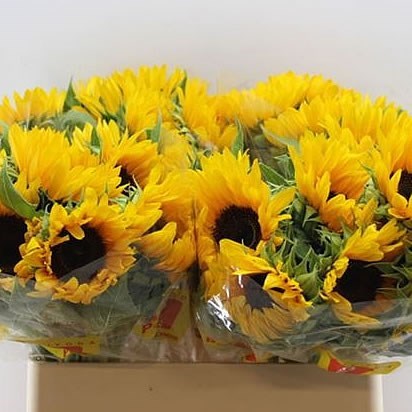 Sunflowers Fine Rich