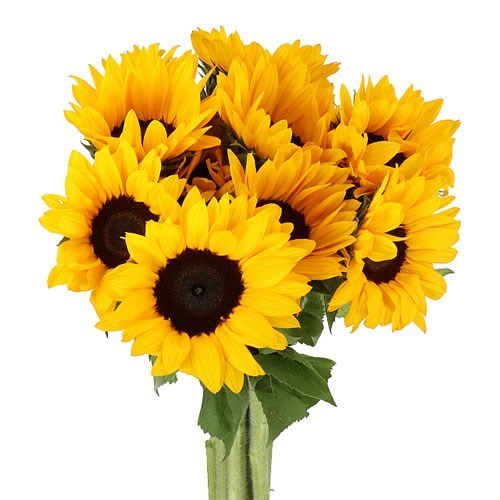 Sunflowers Orange Fire