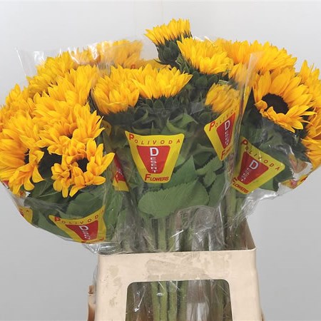 Sunflowers Orange Fire