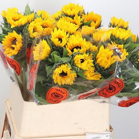 Sunflowers Orange Fire Ex