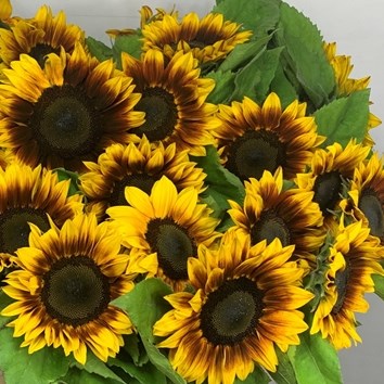 Sunflowers Solano Flame